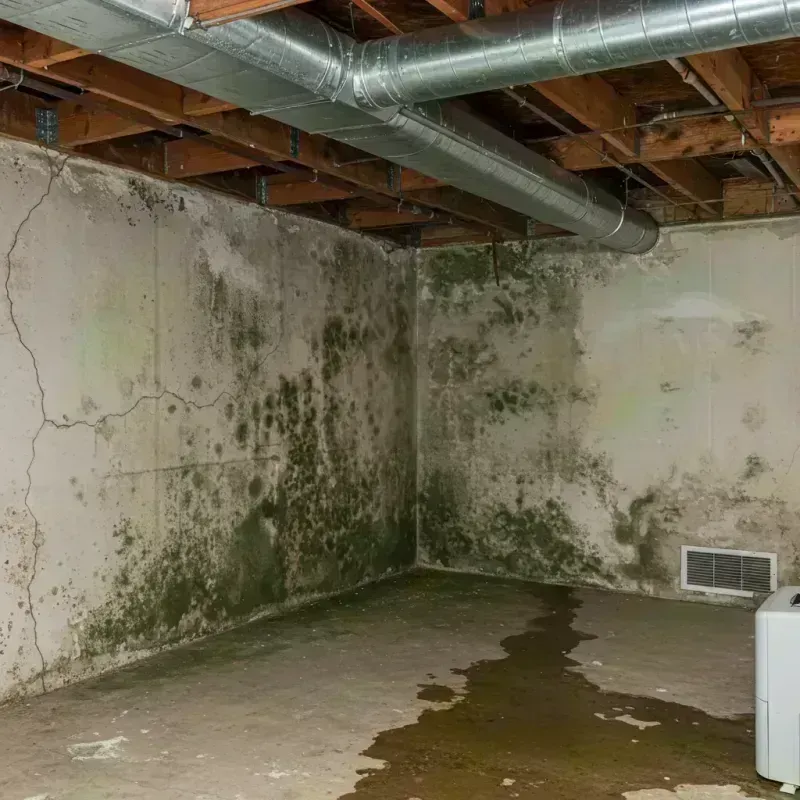 Professional Mold Removal in Marsing, ID